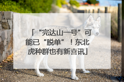 “完达山一号”可能已“脱单”！东北虎种群也有新喜讯