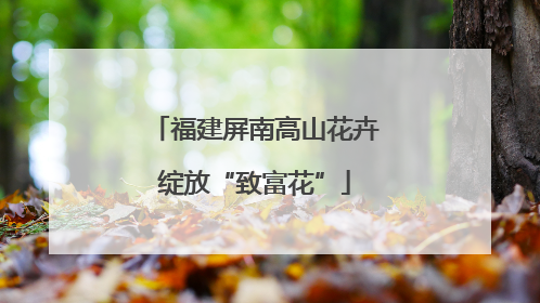 福建屏南高山花卉绽放“致富花”