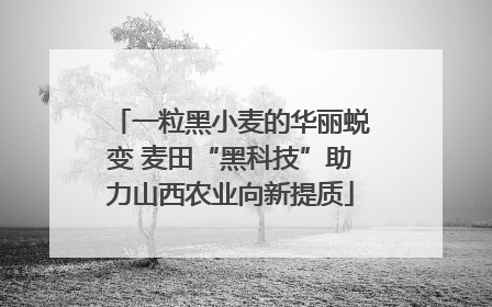 一粒黑小麦的华丽蜕变 麦田“黑科技”助力山西农业向新提质