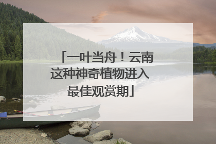 一叶当舟！云南这种神奇植物进入最佳观赏期