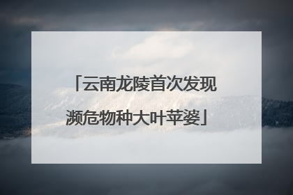 云南龙陵首次发现濒危物种大叶苹婆