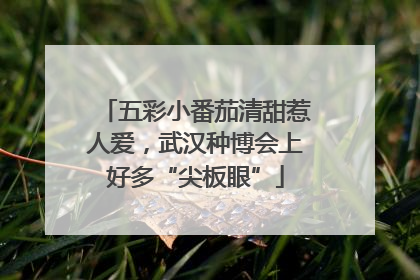 五彩小番茄清甜惹人爱，武汉种博会上好多“尖板眼”