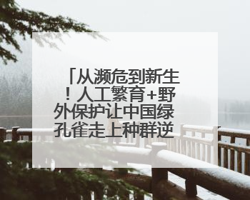 从濒危到新生！人工繁育+野外保护让中国绿孔雀走上种群逆袭之路