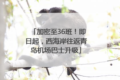 加密至36班！即日起，西海岸往返青岛机场巴士升级