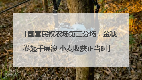国营民权农场第三分场：金穗卷起千层浪 小麦收获正当时