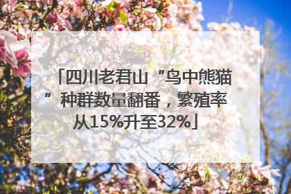 四川老君山“鸟中熊猫”种群数量翻番，繁殖率从15%升至32%