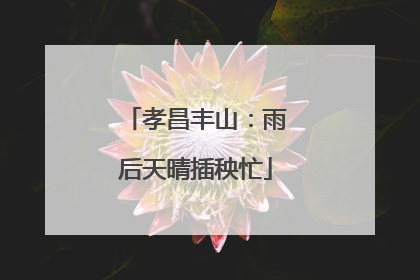 孝昌丰山：雨后天晴插秧忙