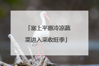 塞上平原冷凉蔬菜进入采收旺季