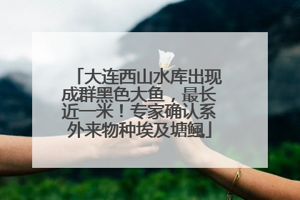 大连西山水库出现成群黑色大鱼，最长近一米！专家确认系外来物种埃及塘鲺