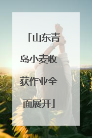 山东青岛小麦收获作业全面展开