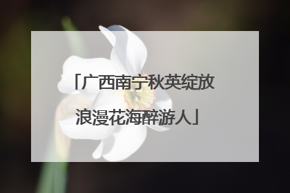 广西南宁秋英绽放 浪漫花海醉游人