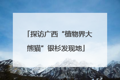 探访广西“植物界大熊猫”银杉发现地