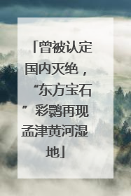 曾被认定国内灭绝，“东方宝石”彩鹮再现孟津黄河湿地