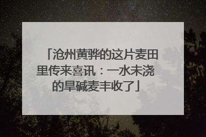 沧州黄骅的这片麦田里传来喜讯：一水未浇的旱碱麦丰收了