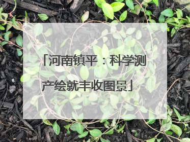 河南镇平：科学测产绘就丰收图景