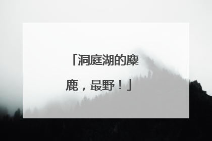 洞庭湖的麋鹿，最野！