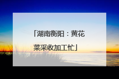 湖南衡阳：黄花菜采收加工忙