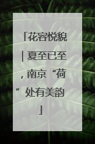 花容悦貌｜夏至已至，南京“荷”处有美韵