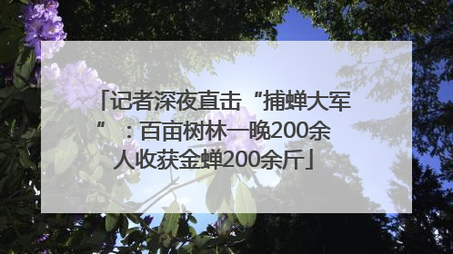 记者深夜直击“捕蝉大军”：百亩树林一晚200余人收获金蝉200余斤