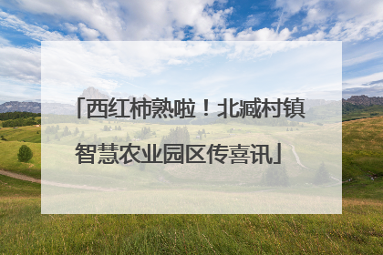 西红柿熟啦！北臧村镇智慧农业园区传喜讯