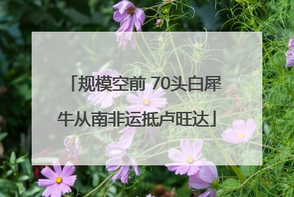 规模空前 70头白犀牛从南非运抵卢旺达