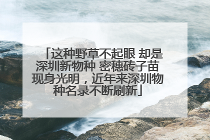 这种野草不起眼 却是深圳新物种 密穗砖子苗现身光明，近年来深圳物种名录不断刷新