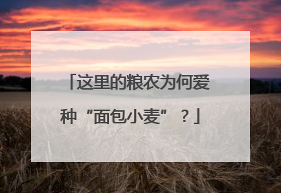 这里的粮农为何爱种“面包小麦”？