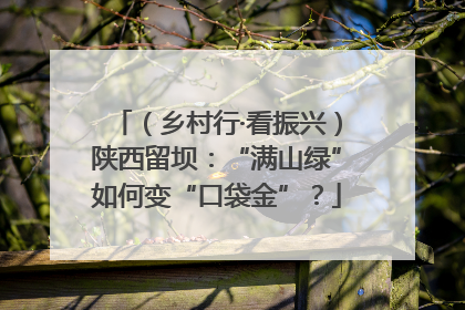 （乡村行·看振兴）陕西留坝：“满山绿”如何变“口袋金”？